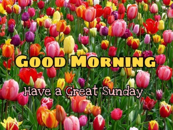 122+ Good Morning Sunday Images 2023 - New Collection 25 good morning sunday gif images