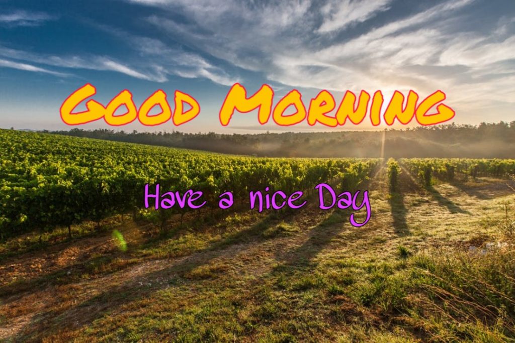 144+ Good Morning Nature Images 2023 69 good morning images with nature hd wallpaper