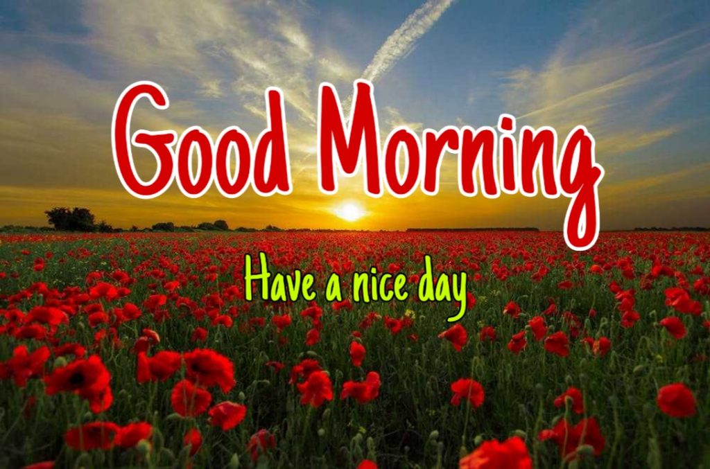 144+ Good Morning Nature Images 2023 63 good morning images with nature pic