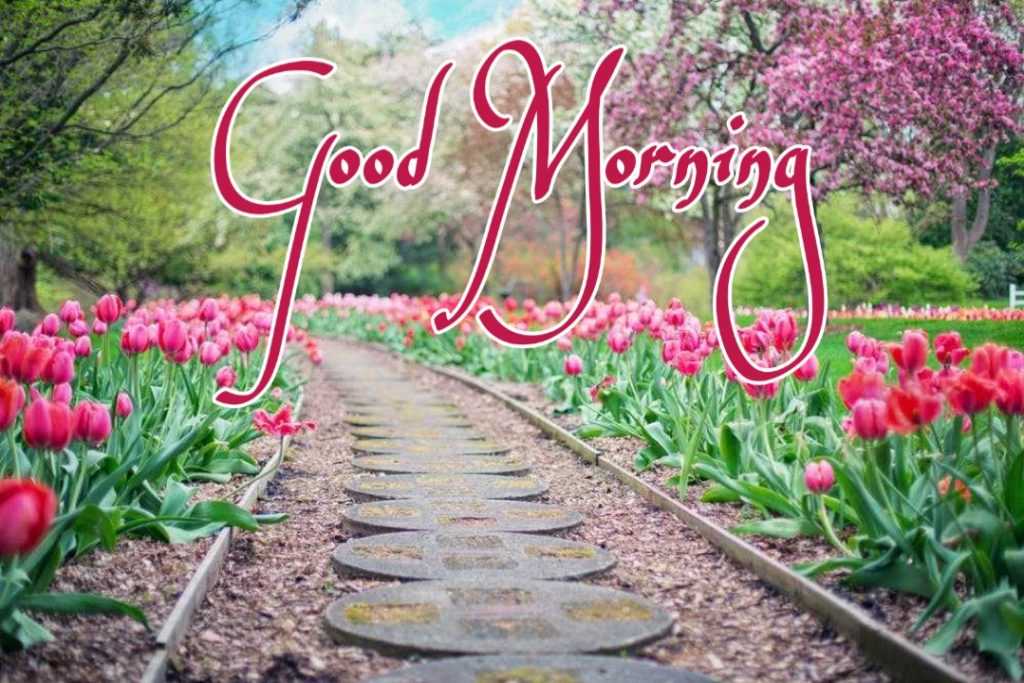 144+ Good Morning Nature Images HD Quotes Wishes 2023 14