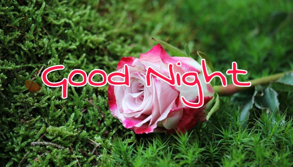 109+ Good Night Flower Images Pictures Photos - New 2023 60 good night pic