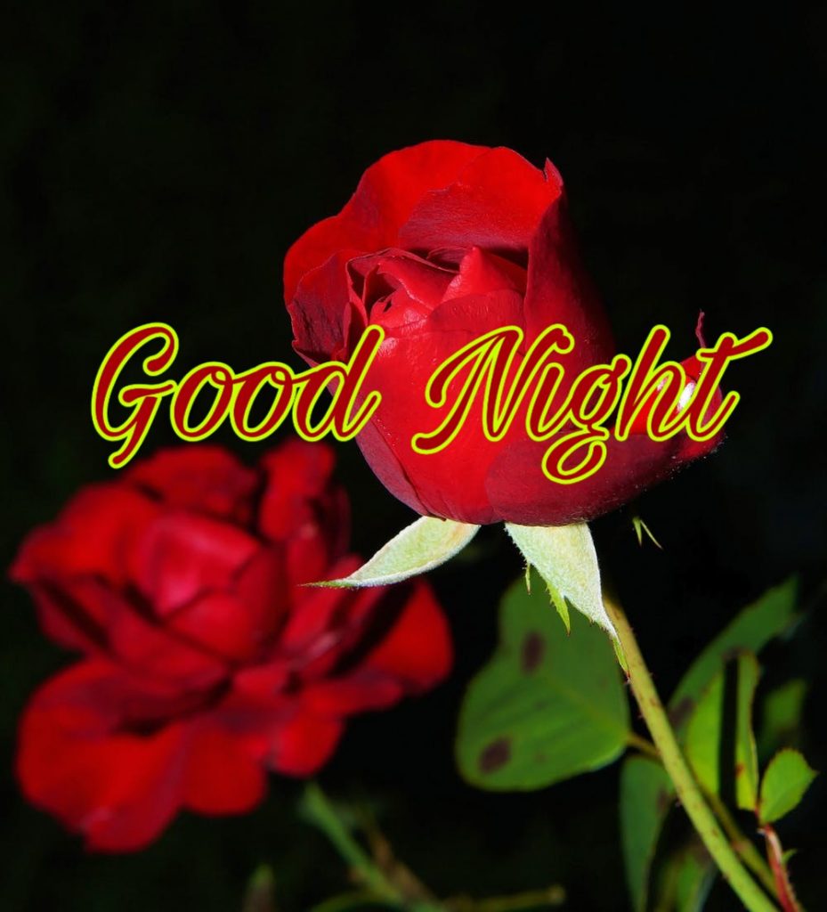 109+ Good Night Flower Images Pictures Photos - New 2023 58 good night photo