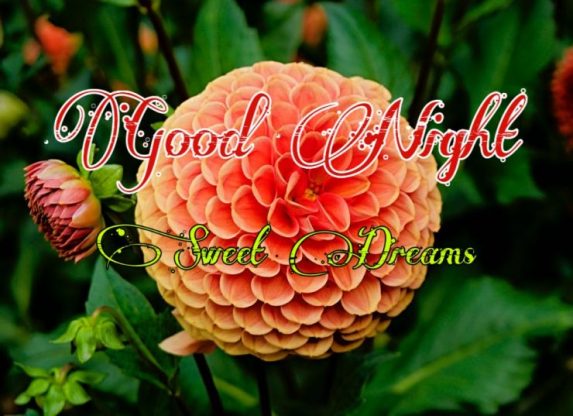 joyful good night flowers