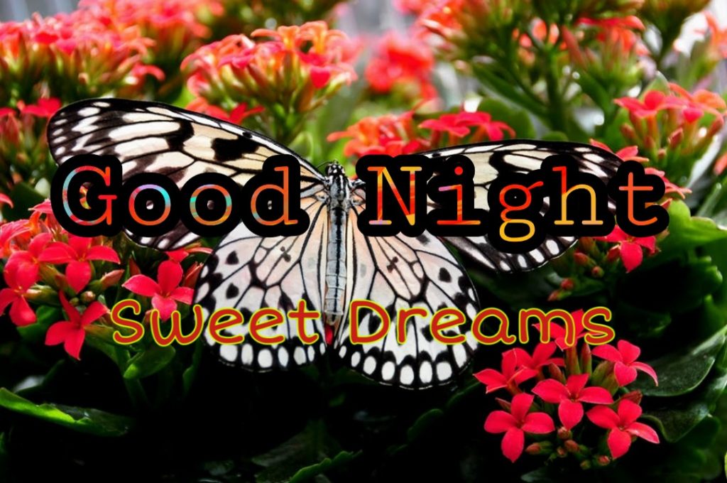 good night flowers hd wallpaper