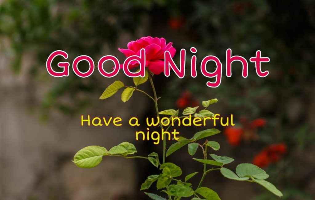 good night flowers hd images