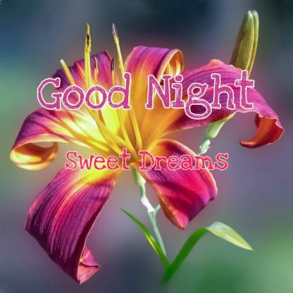 109+ Good Night Flower Images Pictures Photos - New 2023 48 good night flowers