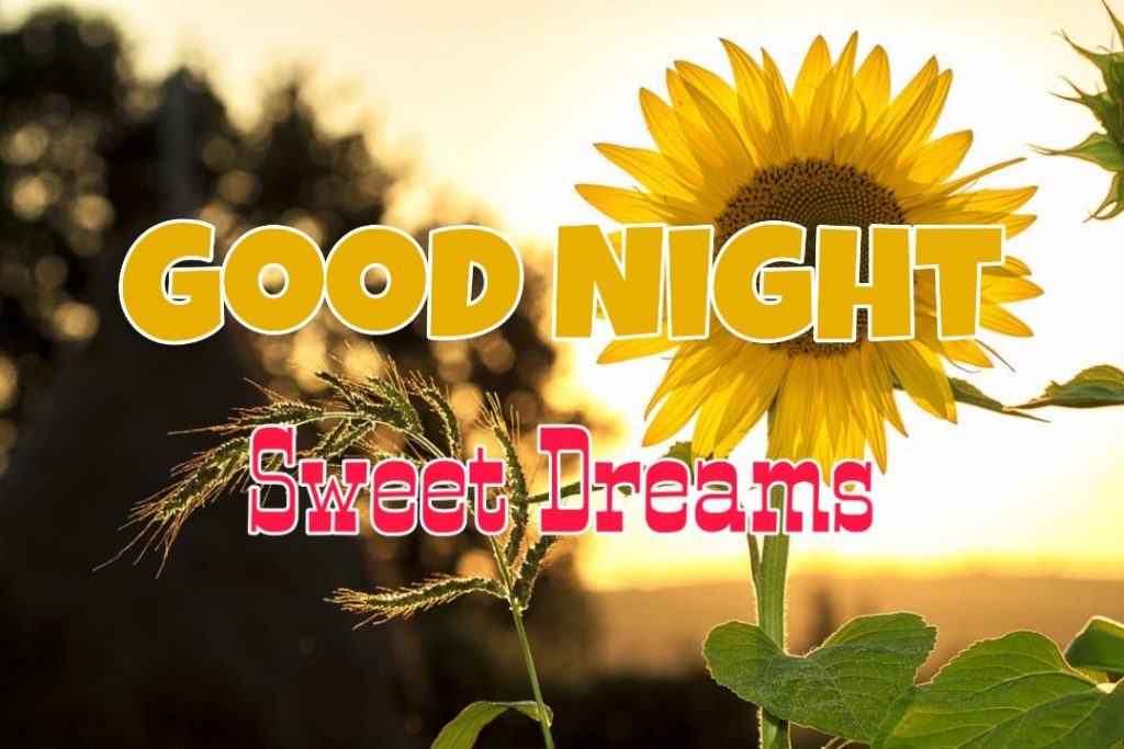 109+ Good Night Flower Images Pictures Photos - New 2023 47 good night flowers my love