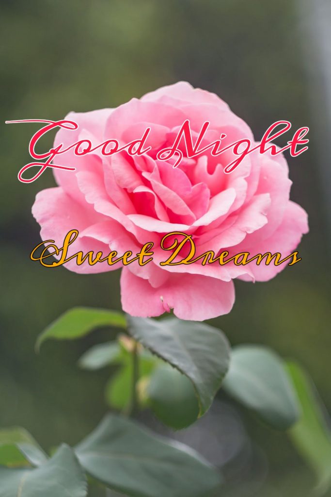 good night flowers pictures