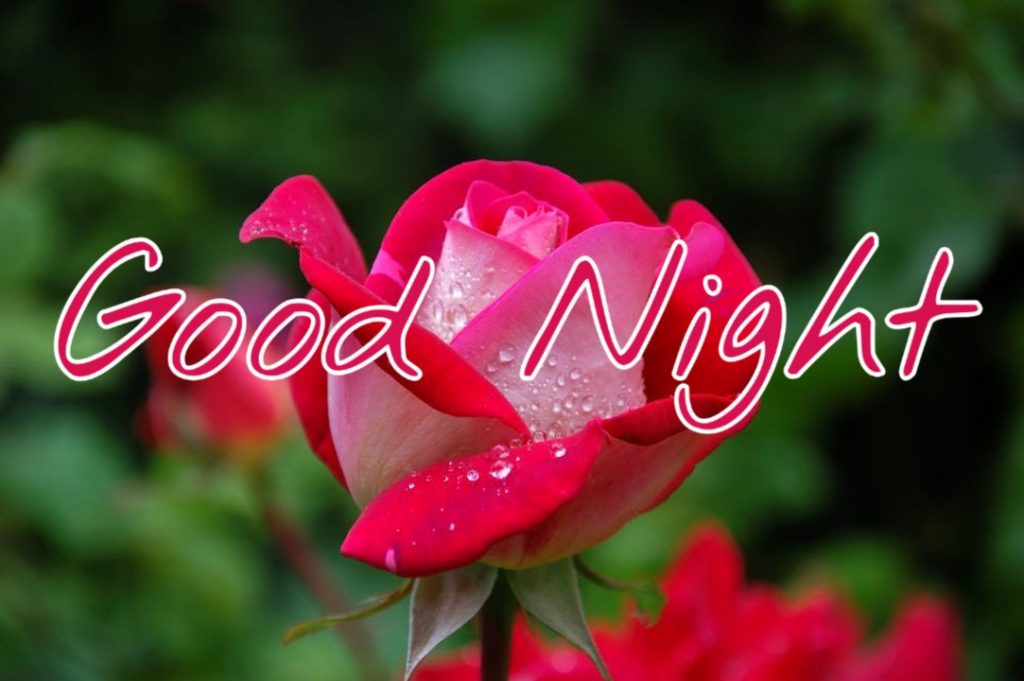 good night flowers images