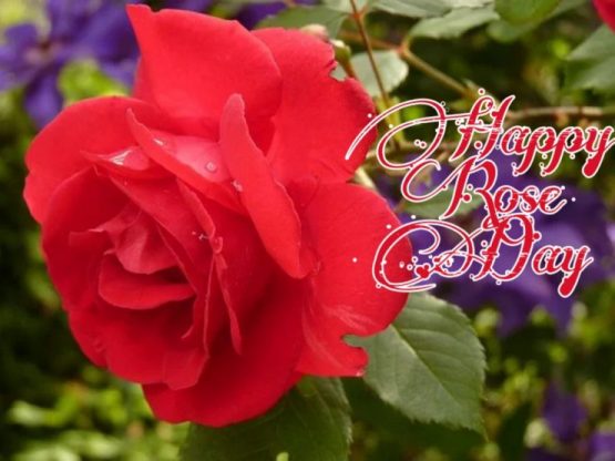 Happy Rose Day 2021 Images Pictures Quotes 42 rose day images
