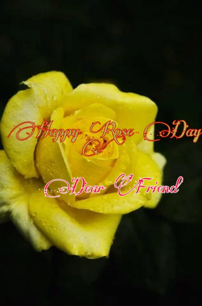 yellow rose day image