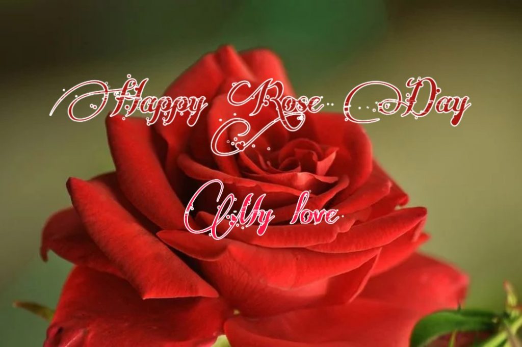 happy rose day pic download