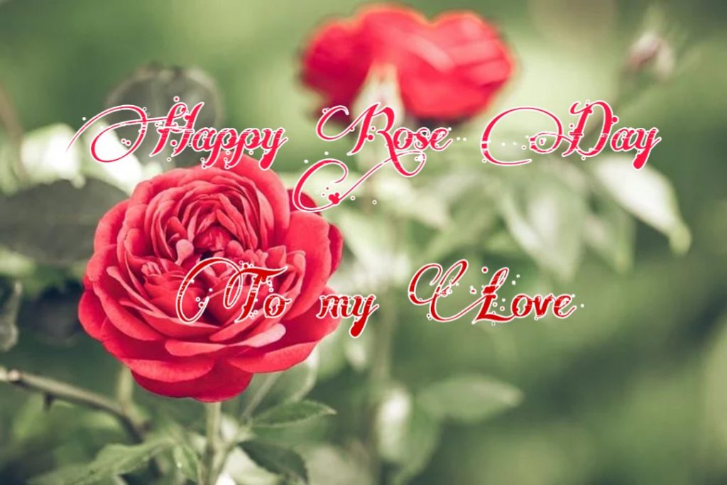 happy rose day wishes