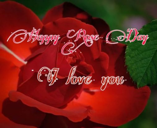 happy rose day hd images