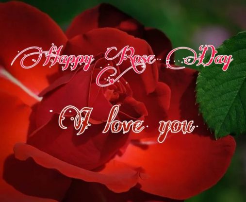Happy Rose Day 2021 Images Pictures Quotes 36 happy rose day hd images