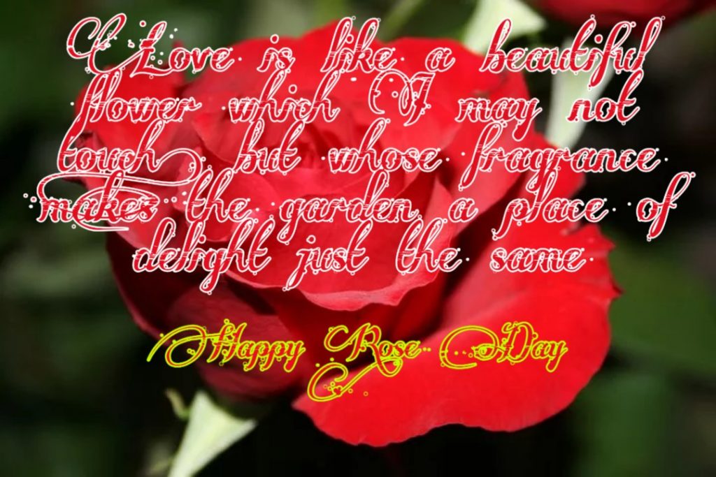 Happy Rose Day 2021 Images Pictures Quotes 33 happy rose day my love