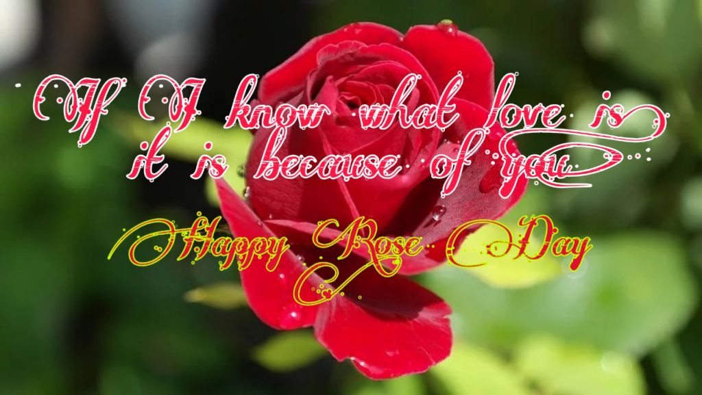 happy rose day quotes