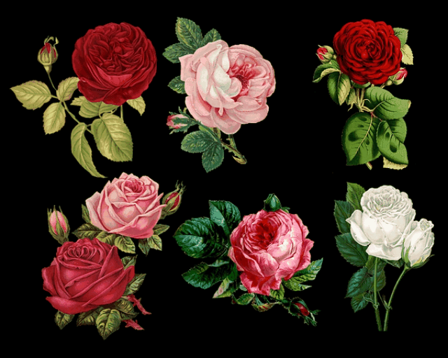 Happy Rose Day 2021 Images Pictures Quotes 24 rose day gif 2020