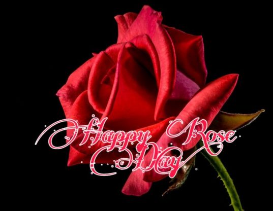 valentine rose day images