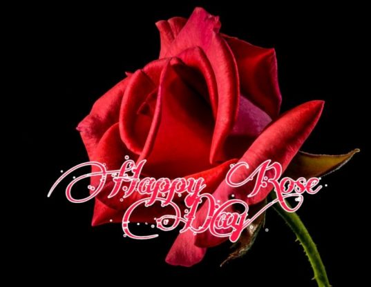 Happy Rose Day 2021 Images Pictures Quotes 17 valentine rose day images