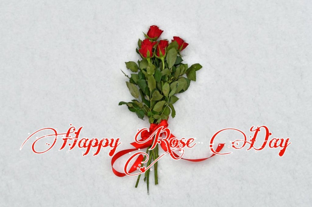 beautiful rose day images