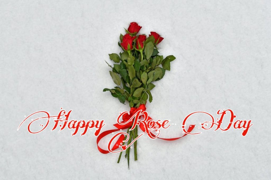 Happy Rose Day 2021 Images Pictures Quotes 16 beautiful rose day images