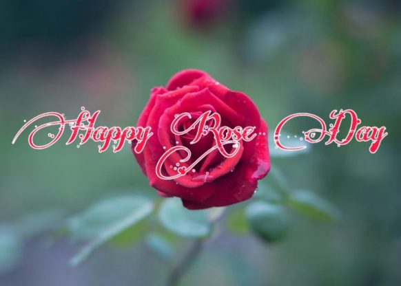 happy rose day images for friends