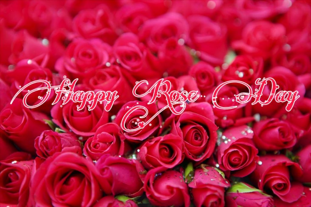 rose day images free download