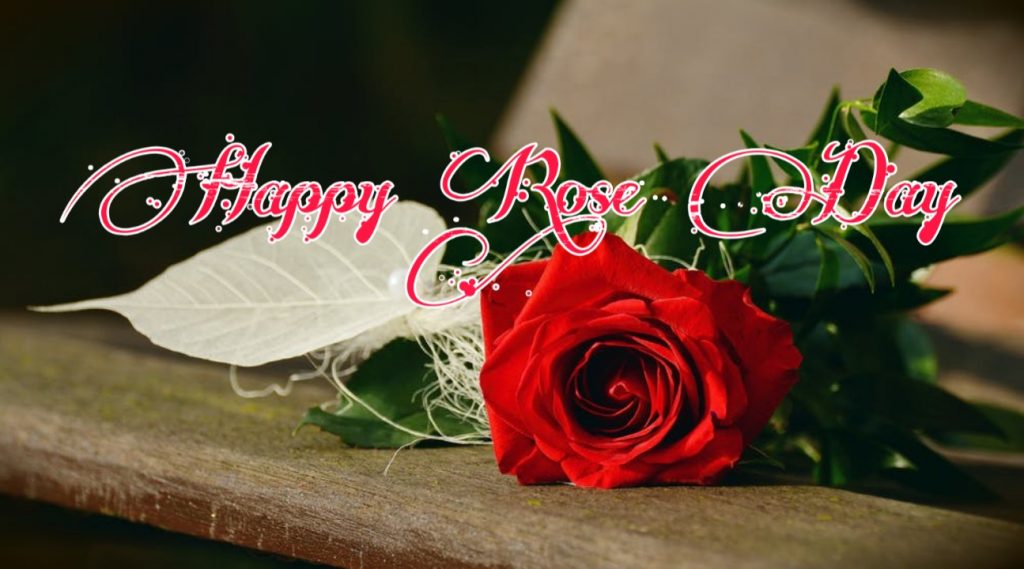 rose day images for love