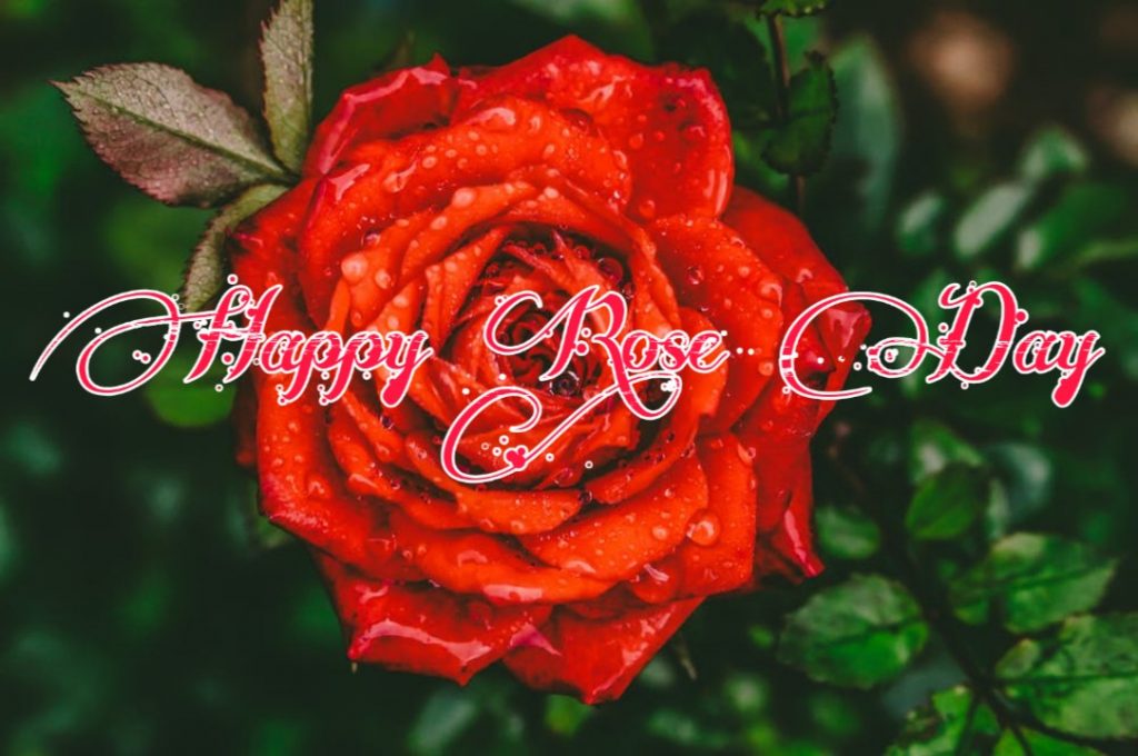best rose day images