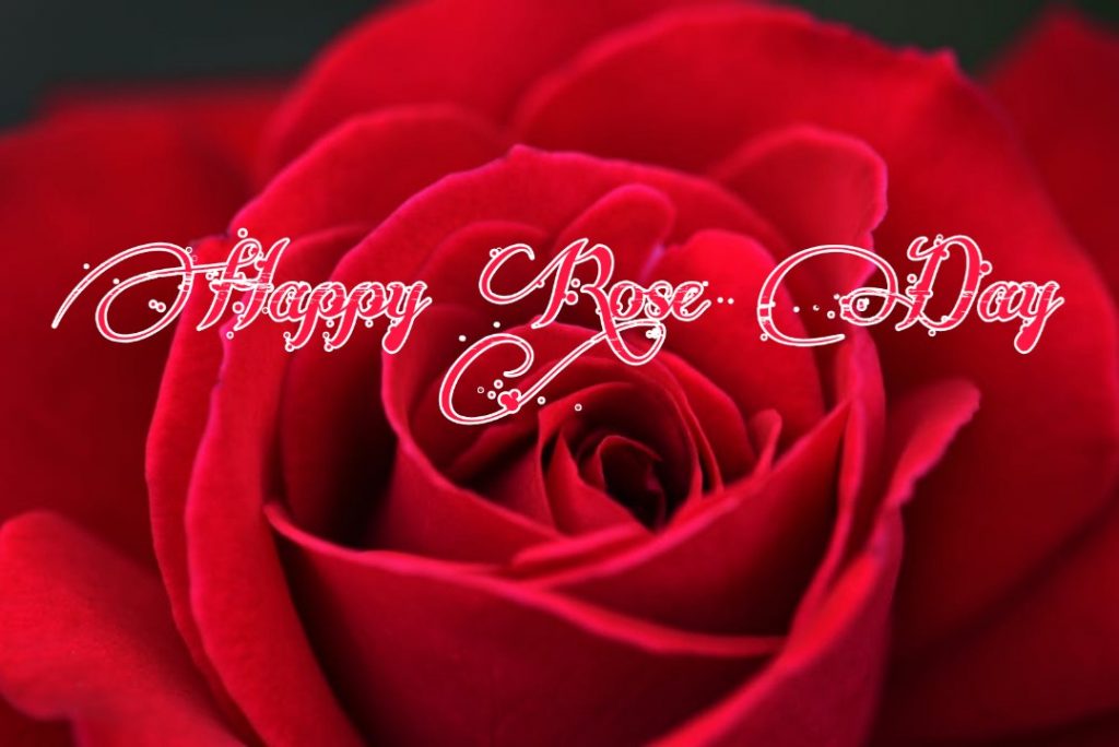 Happy Rose Day 2021 Images Pictures Quotes 1