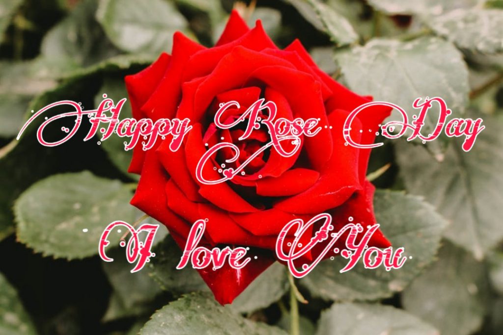 Happy Rose Day 2021 Images Pictures Quotes 9 rose day images for husband