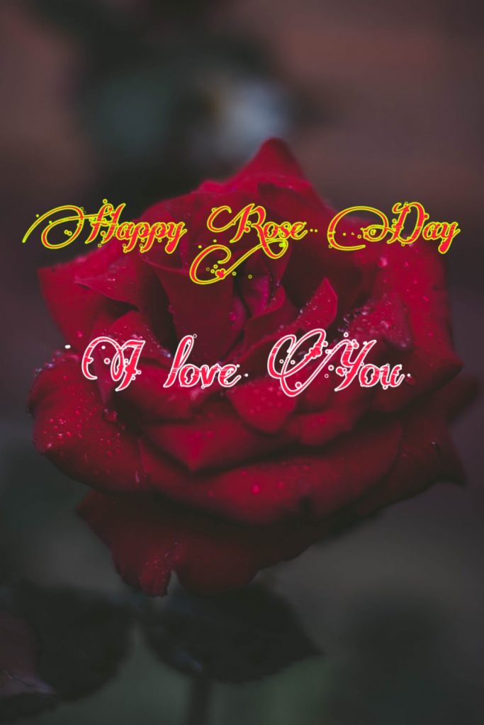 Happy Rose Day 2021 Images Pictures Quotes 8 rose day images for boyfriend