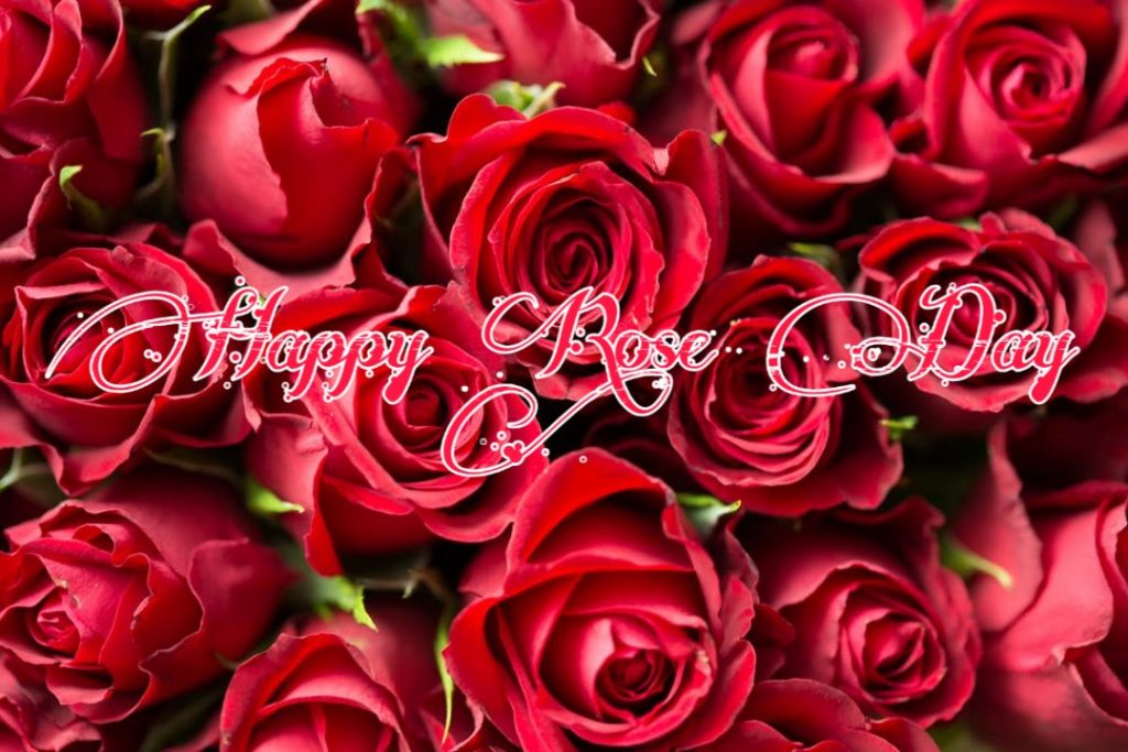 happy rose day images hd