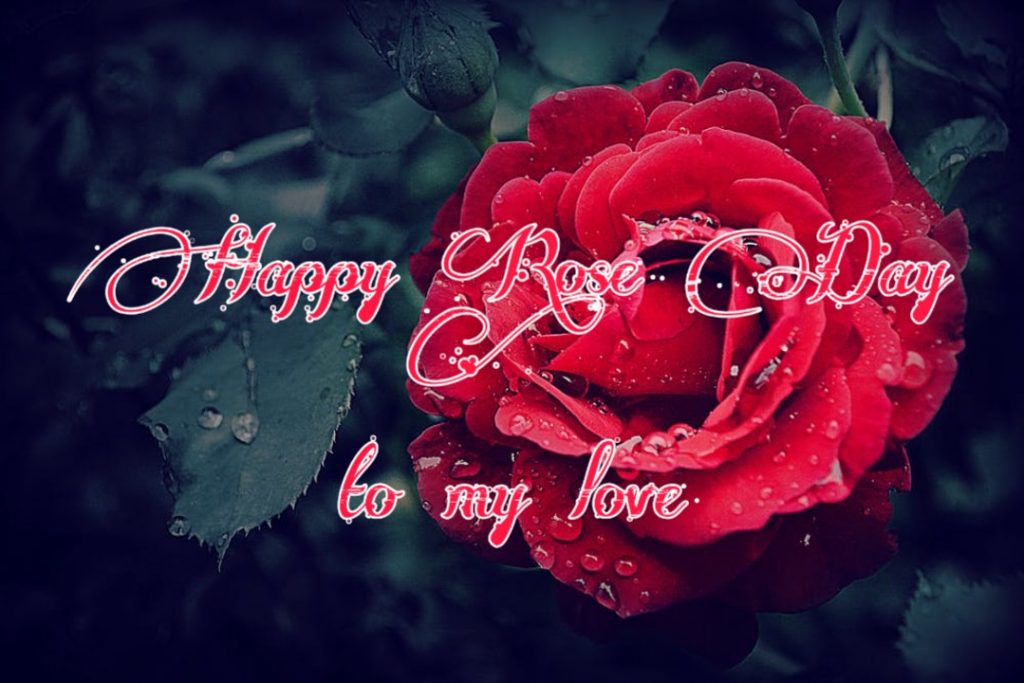 Happy Rose Day 2021 Images Pictures Quotes 3 happy rose day images