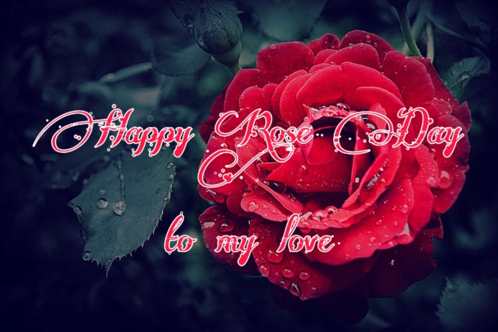 happy rose day images