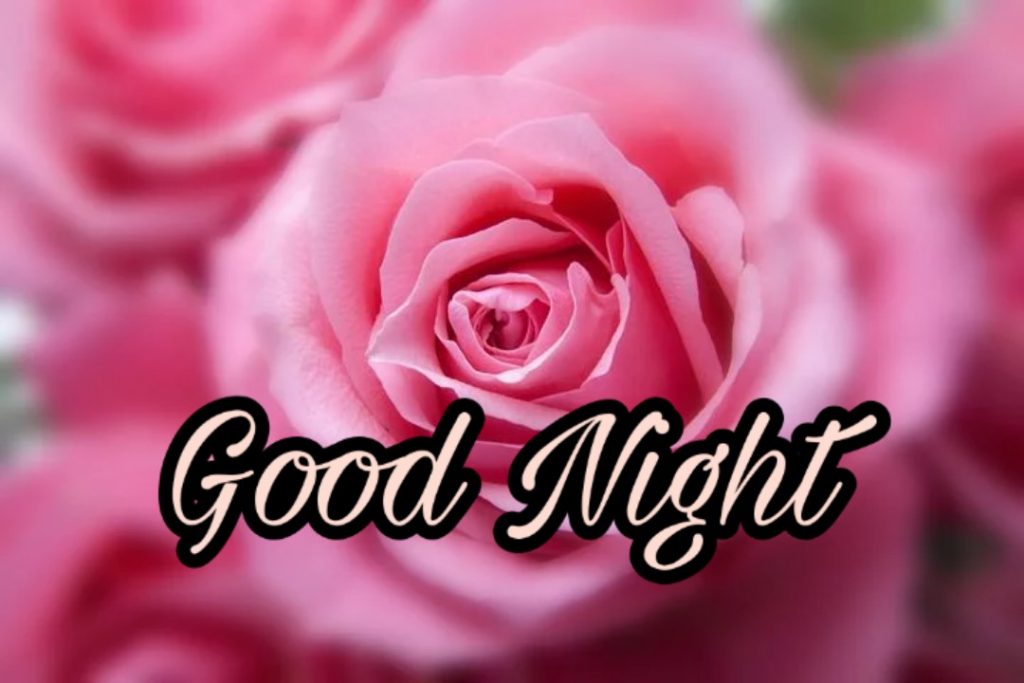 109+ Good Night Flower Images Pictures Photos - New 2023 63 good night flowers