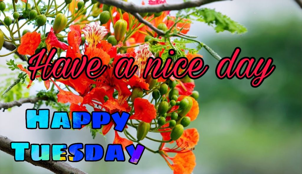 50+ Good Morning Tuesday Images 2023 8 happy tuesday pictures images photos