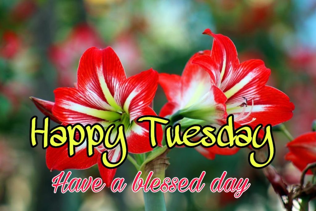 happy tuesday blessings