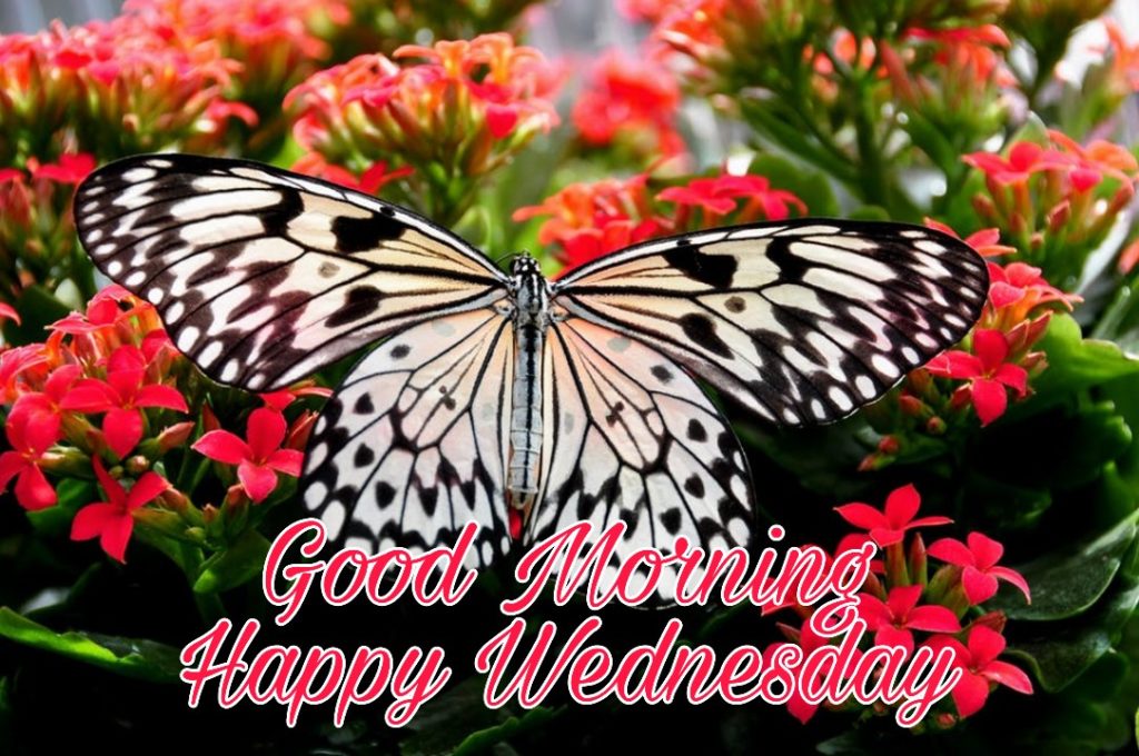 good morning wednesday pics