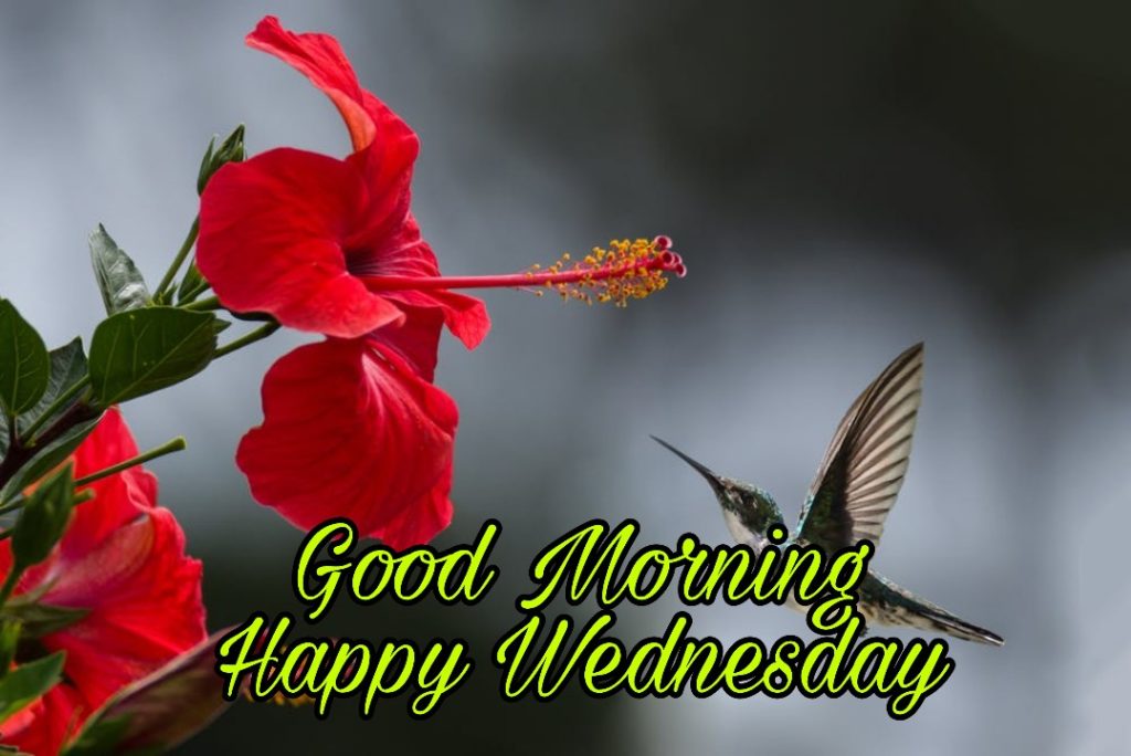 good morning wednesday flowers