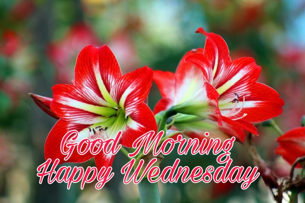 77+ Good Morning Wednesday Images 2023 21 good morning wednesday hd images