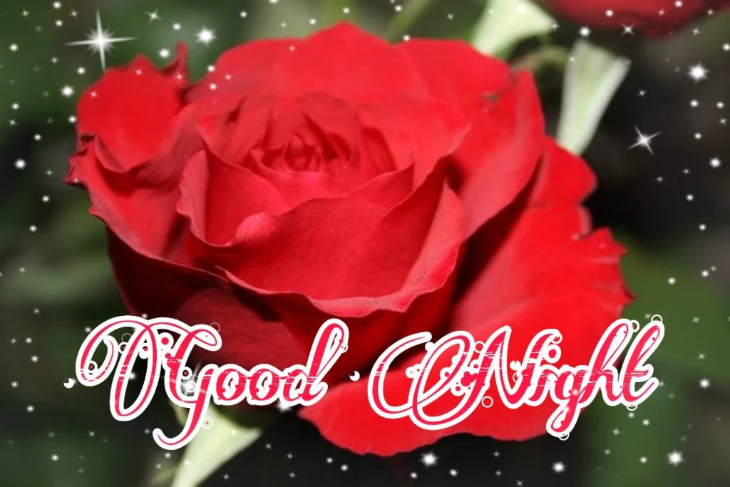 good night rose flower images