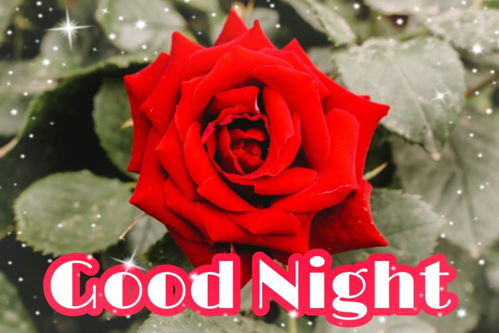 109+ Good Night Flower Images Pictures Photos - New 2023 2 good night rose