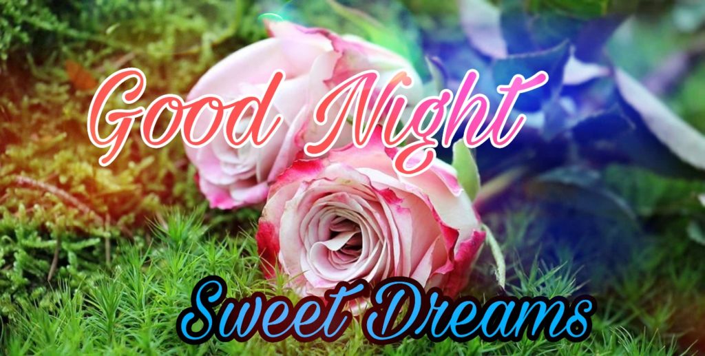 109+ Good Night Flower Images Pictures Photos - New 2023 13 good night rose flower
