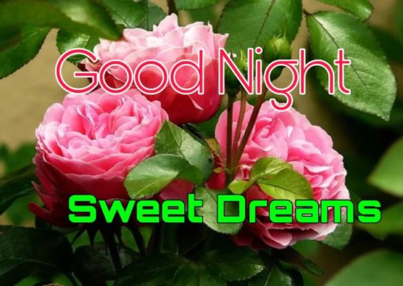 109+ Good Night Flower Images Pictures Photos - New 2023 15 good night rose pic