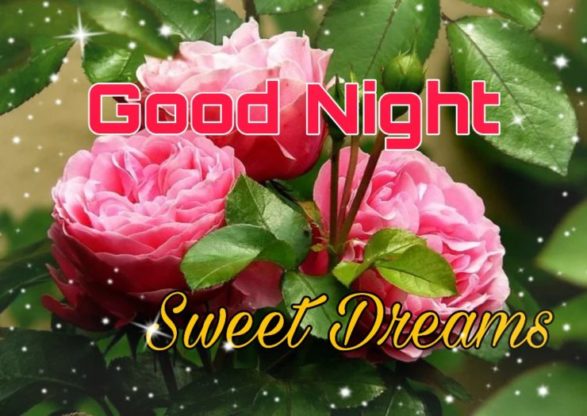 good night rose image