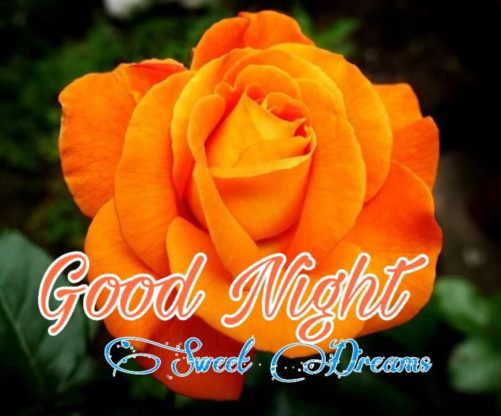 good night rose images hd