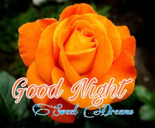 good night sweet dreams love