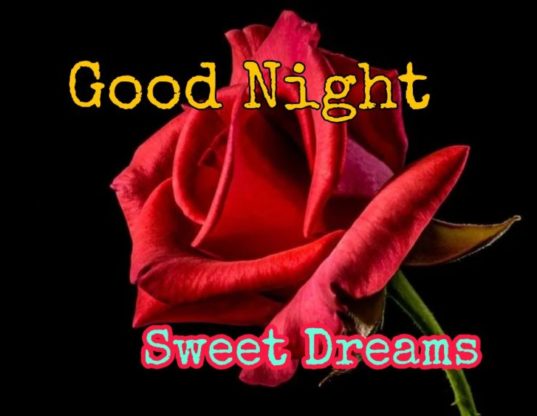 good night rose pictures